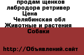 продам щенков лабродора-ретривер › Цена ­ 7 000 - Челябинская обл. Животные и растения » Собаки   